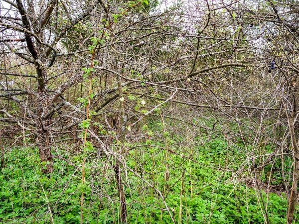 Underbrush Clearing in Port Orchard