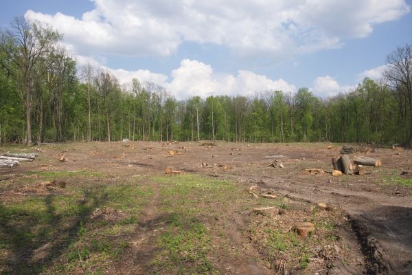 Cost of Pasture Clearing in Port Orchard