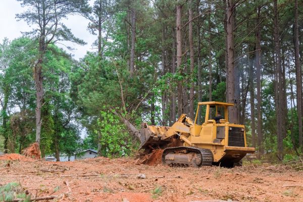 Forest Thinning in Port Orchard