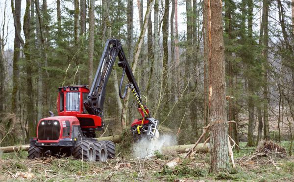 Cost of Forest Clearance Service in Port Orchard