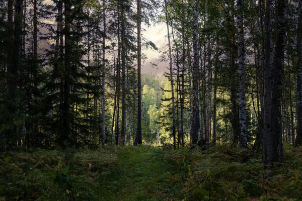 Cost of Pine Tree Clearing in Port Orchard