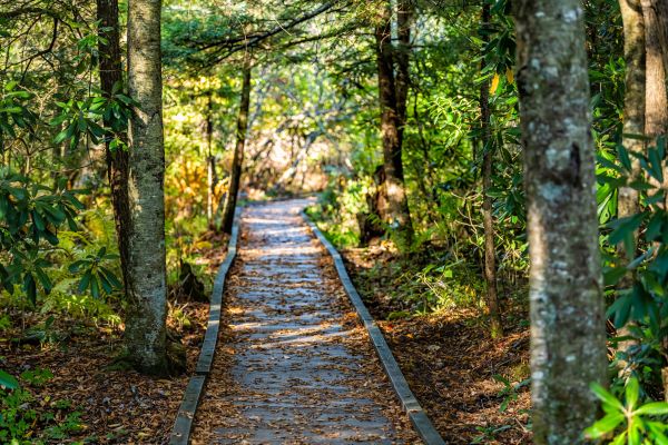 Cost of Trail Clearing in Port Orchard