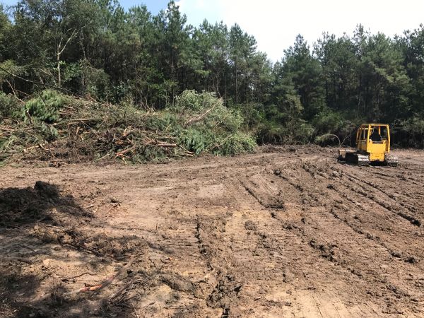 Cost of Thicket Clearing in Port Orchard